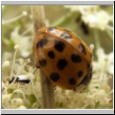Harmonia axyridis - Asiatischer Marienkaefer 21.jpg